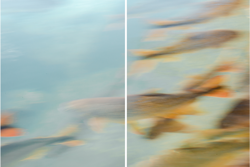 Imagem abstrata peixes